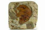 Stunning Double-Sided Fossil Leaf Plate - Montana #331841-4